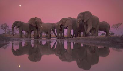 Elefantes en el Parque Nacional de Chobe (Botsuana).