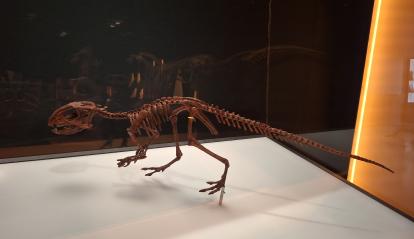 Manidens condorensis was one of the smallest dinosaurs, weighing just one kilo.