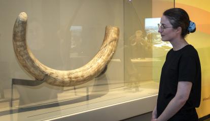 Defensa d’un mamut cedida per un particular per l’exposició. 