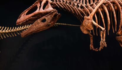 Replica of Tyrannotitan chubutensis on display in Dinosaurs from Patagonia.