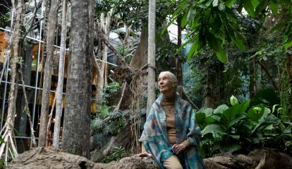 Jane Goodall, in the Flooded Forest museum.