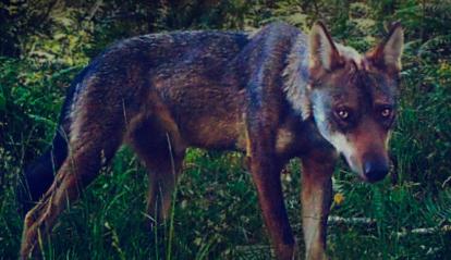 Imagen de Salvaxe, salvaxe, de Emilio Fonseca.