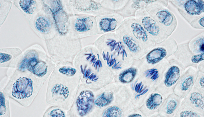 Una imatge de microscopia sobre l'ADN.