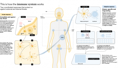 Infographic of the human body's immune system.