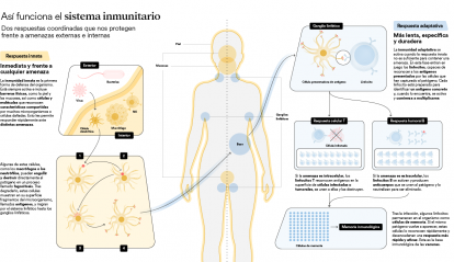 Infografía del sistema inmunitario del cuerpo humano. 