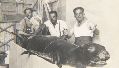 Frame del documental L'Odissea del vell marí (La odisea de la foca monje).