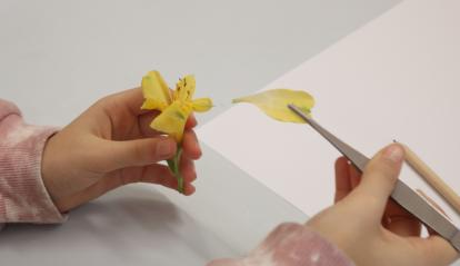 Taller de disección de flores.