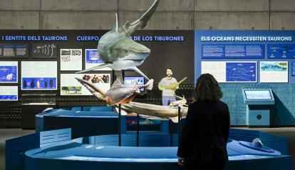 Una visitant s'informa sobre el tauró tigre, que neda en aigües tropicals i subtropicals de tot el món.