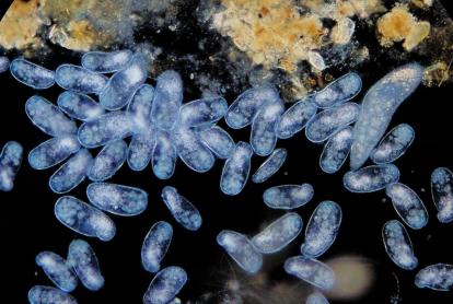 Microversum. 