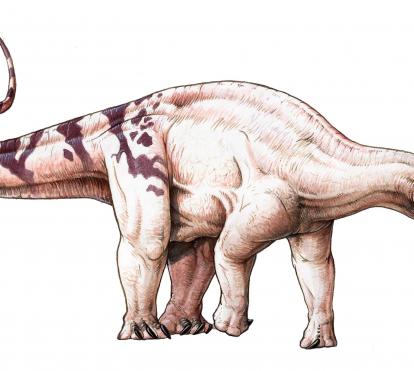 Brachytrachelopan mesai.