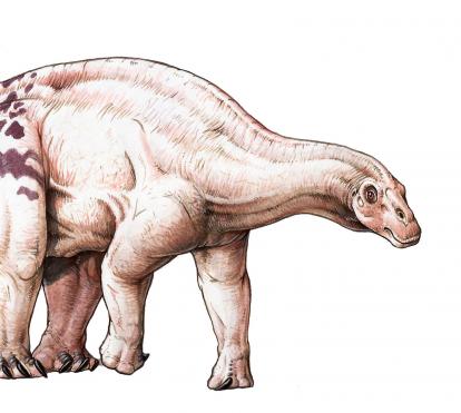 Brachytrachelopan mesai