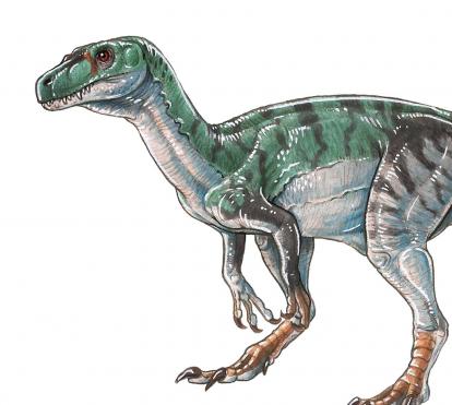 Herrerasaurus ischigualastensis