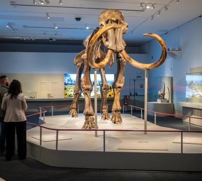 La peça protagonista de l'exposició «Mamut. El gegant de l'edat de gel».