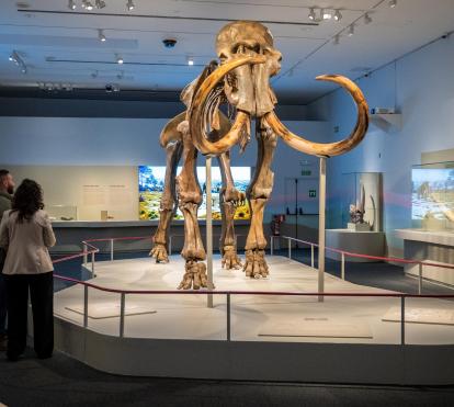 La pieza protagonista de la exposición «Mamut. El gigante de la edad de hielo».