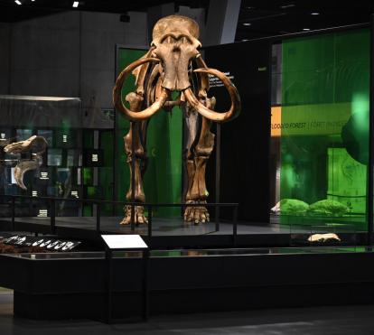 Dos visitants admiren l'esquelet de mamut llanut exposat a la Sala Univers del Museu de la Ciència CosmoCaixa.
