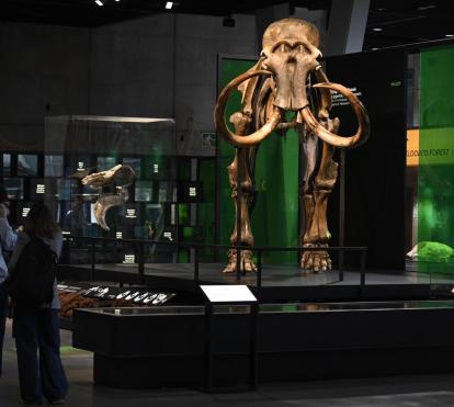 Dos visitantes admiran el esqueleto de mamut lanudo en el Museo de la Ciencia CosmoCaixa.