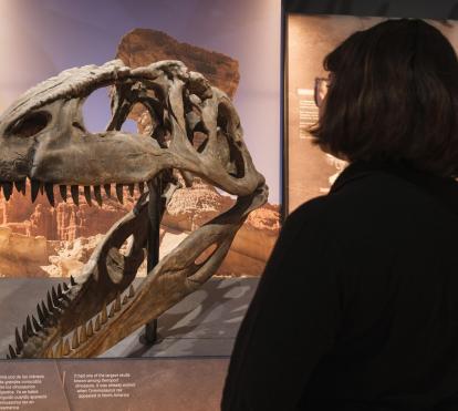 Una visitante frente al cráneo del Giganotosaurus.