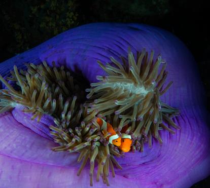 Dos peces payasos se refugian en la anémona que les hace de huésped en Tubbataha. Tubbataha, Filipinas. 