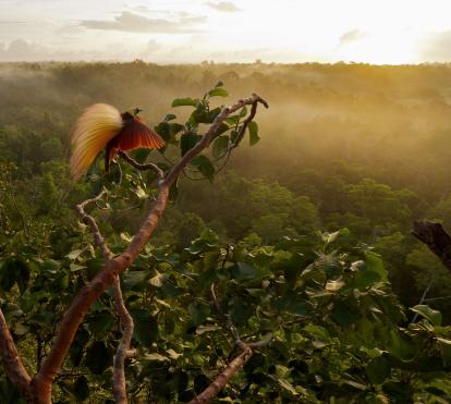 Macho de ave del paraíso esmeralda grande. Islas Aru (Indonesia).