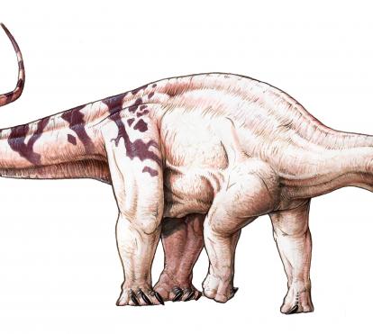 Brachytrachelopan mesai
