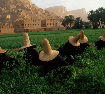 Unas mujeres se protegen del sol con sombreros mientras recogen trébol para el ganado. Al fondo se puede ver un recinto fortificado hadramí. Wai Hadhramaut, República del Yemen. 