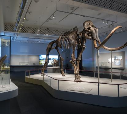 Esquelet de l'impressionant mamut siberià que protagonitza l'exposició. 