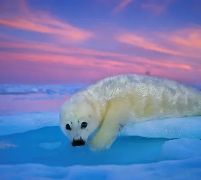 Una foca de Groenlandia de pelaje blanco descansa sobre el hielo bajo el cielo crepuscular. Golfo de San Lorenzo, Canadá.