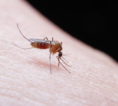 La malaria se contagia a través de la picadura de un mosquito Anopheles infectatdo.