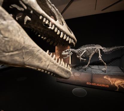 Al fondo de la imagen, réplica de Eoabelisaurus.