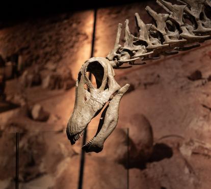 Cráneo y cuello de Brachytrachelopan mesai.