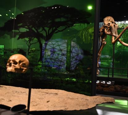 El esqueleto de mamut lanudo expuesto en la Sala Universo del Museo de la Ciencia CosmoCaixa.