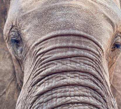 Imagen del documental «El último refugio de los elefantes», conducido por el periodista Xavier Aldekoa.