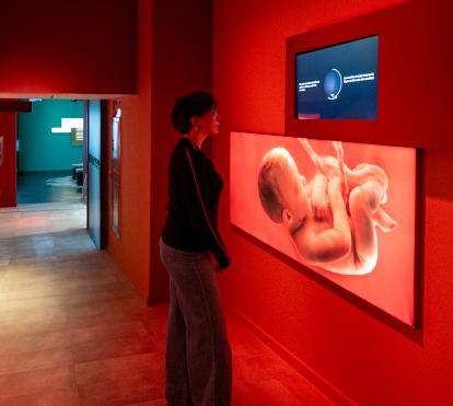 Part de la sala de l'exposició, que explica com el llenguatge es construeix abans de néixer.