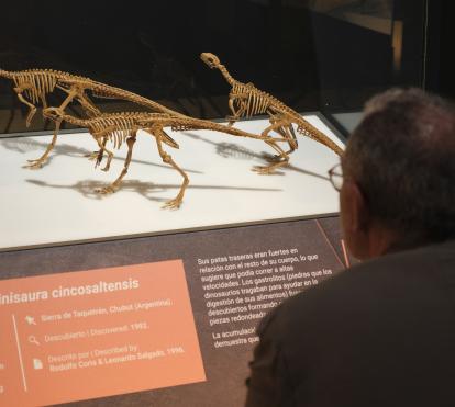 Réplicas de Gasparinisaura en la exposición.