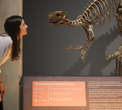 Una visitante observa la réplica de Herrerasaurus ischigualastensis.
