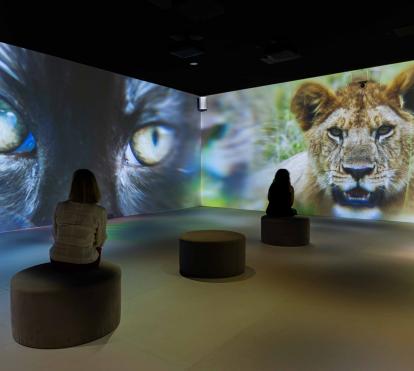 Imágenes de dos tipos de felino en la exposición.