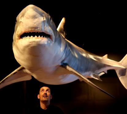 El tiburón blanco, o gran tiburón blanco, es una de las especies de tiburón más famosas (y temidas). Es una de las pocas especies de tiburón peligrosas para los humanos y ocupa un lugar destacado en la exposición. 