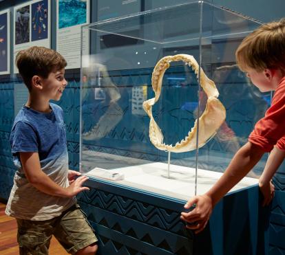 En la exposición «Tiburones. Guardianes de los océanos» se exhibe una variedad de objetos, junto con piezas que se pueden tocar, como una mandíbula de megalodón, recreaciones de piel de tiburón y un diente de gran tiburón blanco. 