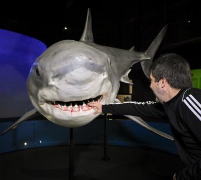 Un dels taurons estrella de l'exposició és el tauró blanc. 