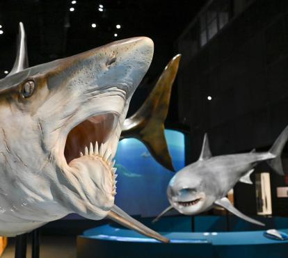 En primer pla, cara de l'Helicoprion. En segon terme, rèplica de tauró blanc, a l'exposició.