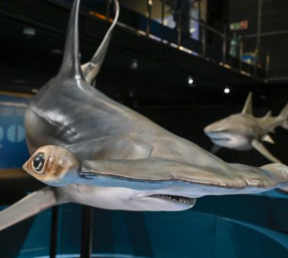 Detall de la cara de la llunada fistonada, en perill crític d'extinció. 