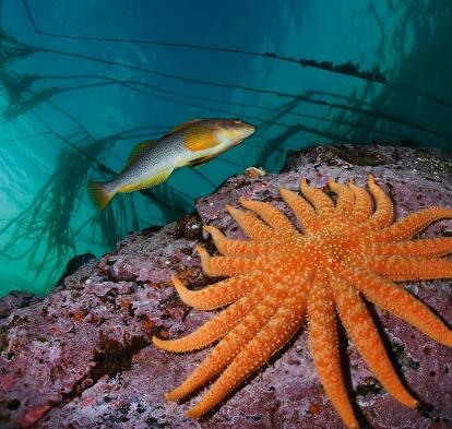 Un bacalao largo pasa nadando junto a una estrella de mar girasol de 19 brazos. Whiskey Point, isla de Quadra, Columbia Británica, Canadá. 