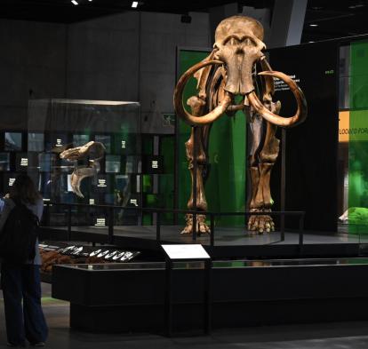 Dos visitantes admiran el esqueleto de mamut lanudo en el Museo de la Ciencia CosmoCaixa.