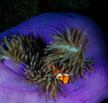 Dos peixos pallassos es refugien a l’anemone que els fa d’hoste a Tubbataha.Tubbataha, Filipines . © Jennifer Hayes / National Geographic.