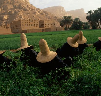 Unes dones es protegeixen del sol amb barrets mentre recullen trèvol per al bestiar. Al fons es pot veure un recinte fortificat hadramí. Wai Hadhramaut, República del Iemen.