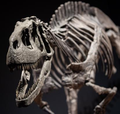 Rèplica de Eoabelisaurus mefi.