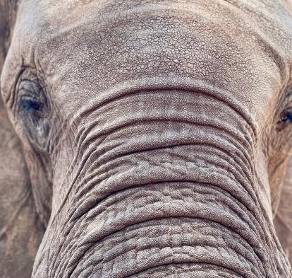 Imagen del documental «El último refugio de los elefantes», conducido por el periodista Xavier Aldekoa.