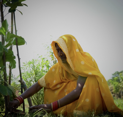 Emrati, residente en Khajuraha Bujurg, recolectando su cosecha.