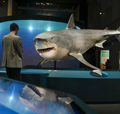 Réplica de tiburón blanco, una de las especies más conocidas de tiburones.
