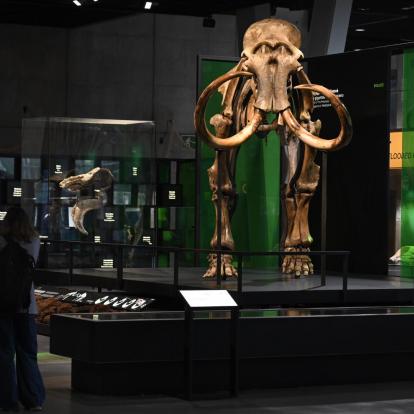 De Siberia a Barcelona: llega a CosmoCaixa un fósil de mamut, el icono de la Edad de Hielo